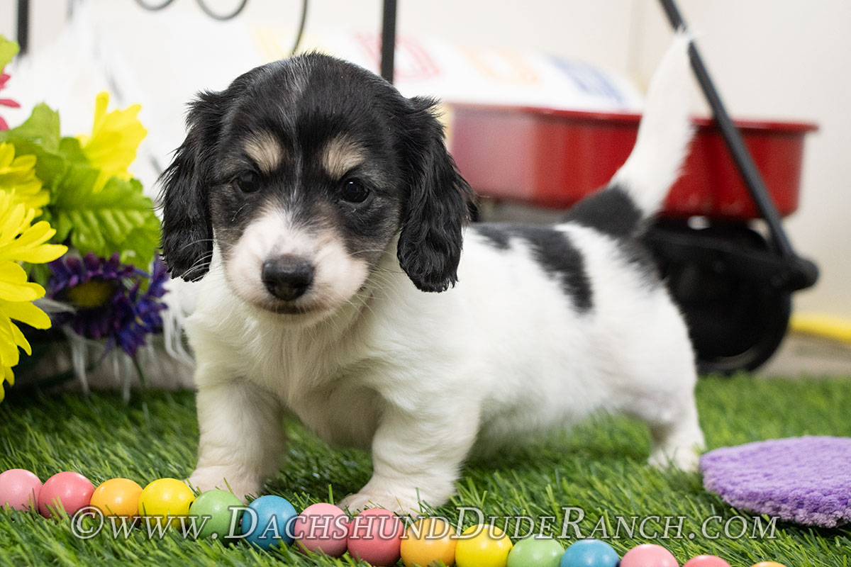 DDR Puppies